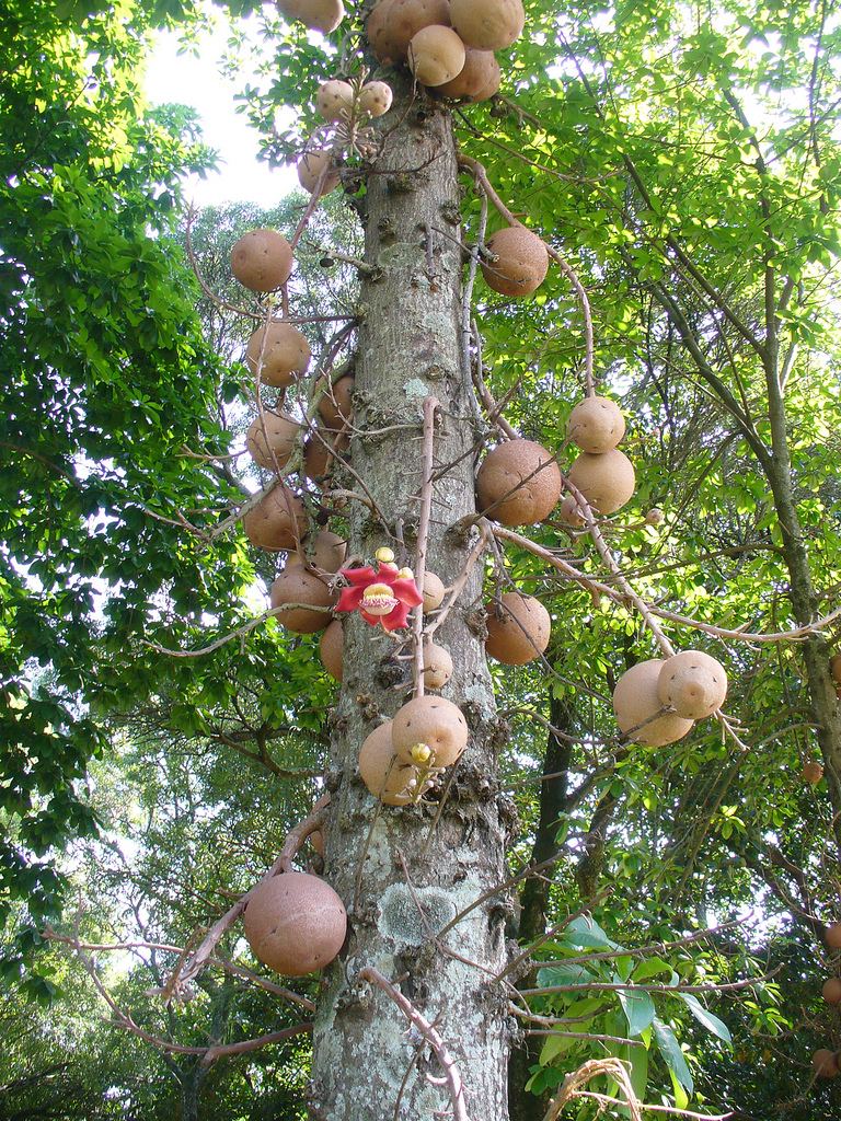 alberi strani