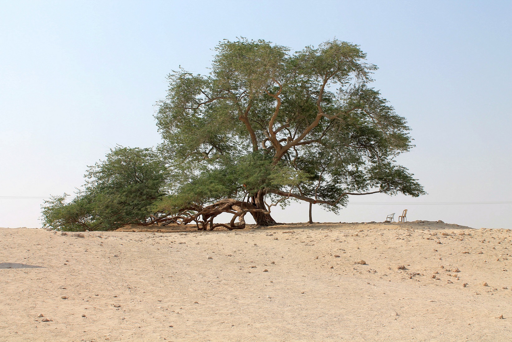 alberi strani