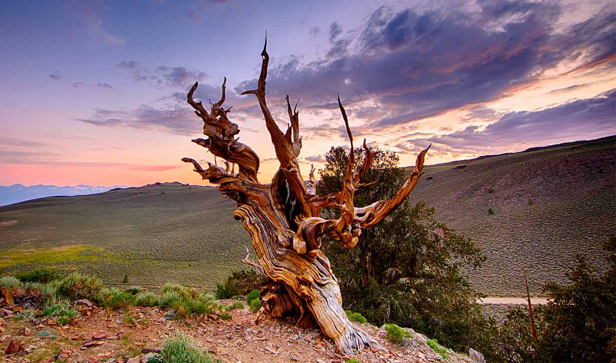 alberi strani